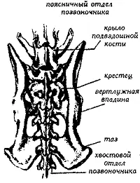 Рис 92 Тазовый пояс вид сверху Бедренная костьопускается вниз и вперед и - фото 93