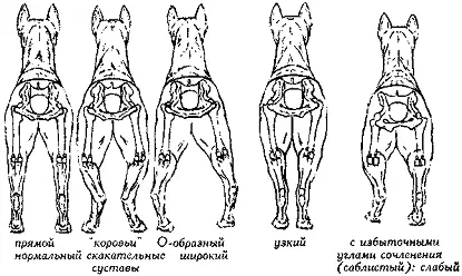 Рис 96 Постава задних конечностей ЗАКРУГЛЕННЫЕ УШИRoundtipped ears См - фото 97