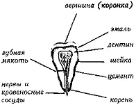 Рис 100 Анатомия зуба Рис 101 Зубной аппарат Рис 102 Зубной аппарат - фото 101