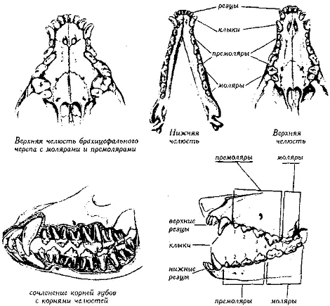 Рис 101 Зубной аппарат Рис 102 Зубной аппарат Клыковсин fangs - фото 102