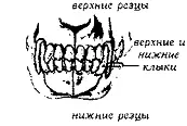 Рис 102 Зубной аппарат Клыковсин fangs holders глазные зубы eye - фото 103