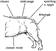 Рис 118 Номенклатура туловища и области задних конечностей Гусиный - фото 119