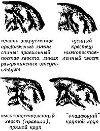 Рис 119 Круп и постава хвостов КРЕСТЕЦSacrum См Позвоночник КРИВАЯ - фото 120