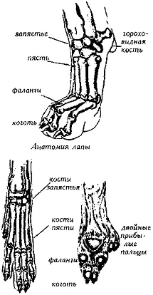 Рис 122 Анатомия и типы лап ЛАП ТИПЫFeet types Согласно всей имеющейся - фото 123