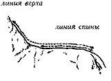 Рис 132 Линия верха и линия спины ЛИНИЯ НИЗАUnderline а Общие очертания - фото 133