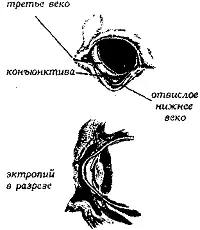 Рис 139 Эктропий глаз с мешком на веке Рис 140 Выражение морды - фото 140