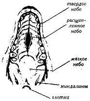 Рис 159 Расщепленное небо НИЖНЯЯ ЧЕЛЮСТЬLower jaw Син мандибула - фото 160