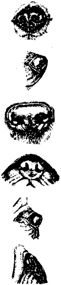 Рис 162 Разновидности носов и форм носа НОСА ТИПЫNose types - фото 163