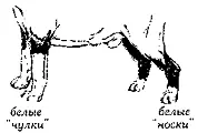 Рис 170 Чулки и носки НОСОВАЯ КОСТЬNasal bone Костная часть морды - фото 171