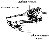 Рис 173 Обонятельные нервы ОБОРКАFrill Приподнятый гребень длинной или - фото 174