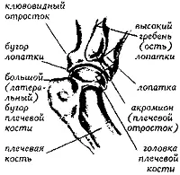 Рис 188 Плечевой сустав сочленение лопатки с плечевой костью Плечевая - фото 189