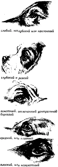 Рис 198 Типы перехода от лба к морде ПЕРЕЦ С СОЛЬЮPeppering Примесь - фото 193
