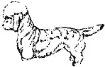 Рис 204 Низкий в плечах Отвесные плечиUpright shoulders См Крутой в - фото 199