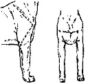 Рис 230 Прямые пясти Расширенный запястный суставDistended pastern joint - фото 225