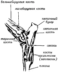 Рис 244 Скакательный сустав с показом связок СКАКАТЕЛЬНЫХ СУСТАВОВ ТИПЫHock - фото 239