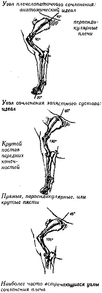 Рис 278 Углы сочленения плеча и пясти Углы сочленения задних - фото 273