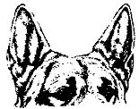 Рис 304 Стоячие уши немецкая овчарка Треугольные ушиTriangular ears См - фото 301