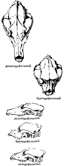 Рис 351 Типы черепа Брахицефальный черепBrachycephalic skull См Черепа - фото 348