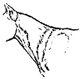 Рис 359 Длинная грациозная шея Гребневая шеяCrested neck Син хорошо - фото 356