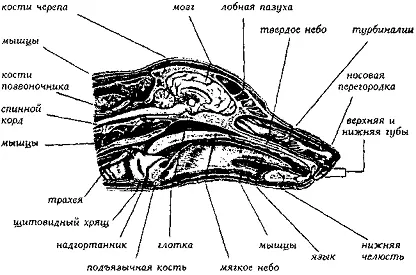 Рис 375 Голова в разрезе Англорусский словарь кинологических терминов - фото 372