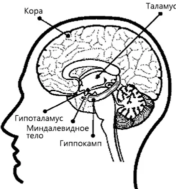 Рис 1 Человеческий мозг Таламус это центральная ретрансляционная станция - фото 7