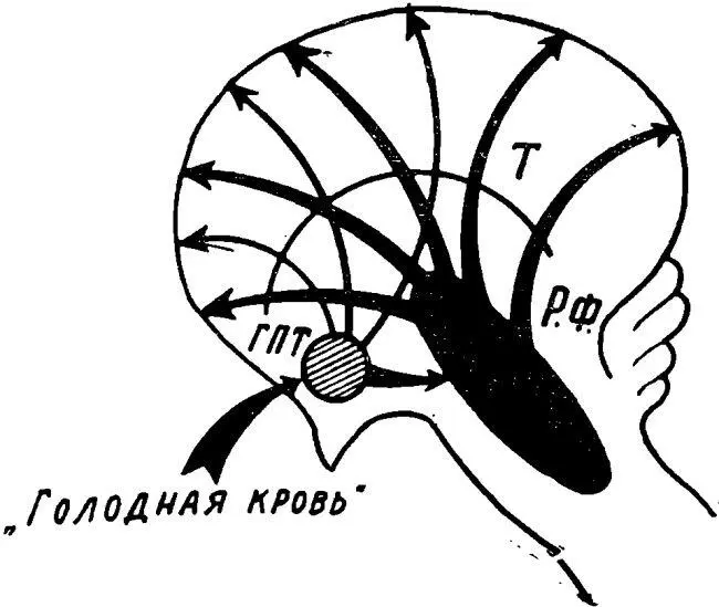 Рис 6 Схематическое изображение восходящих активирующих влиянии гипоталамуса - фото 95