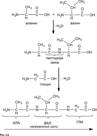 Из этой схемы следует что при любом количестве соединяемых аминокислот на - фото 237