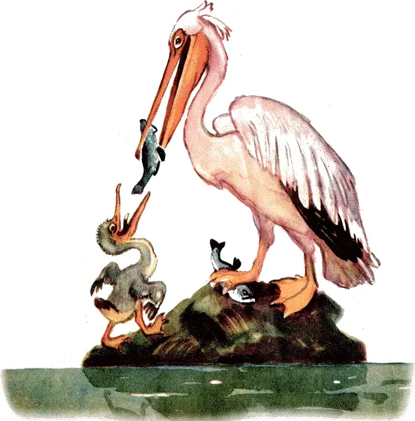 Маленький пеликан и пеликан великан Этозебра Ну и цаца - фото 5