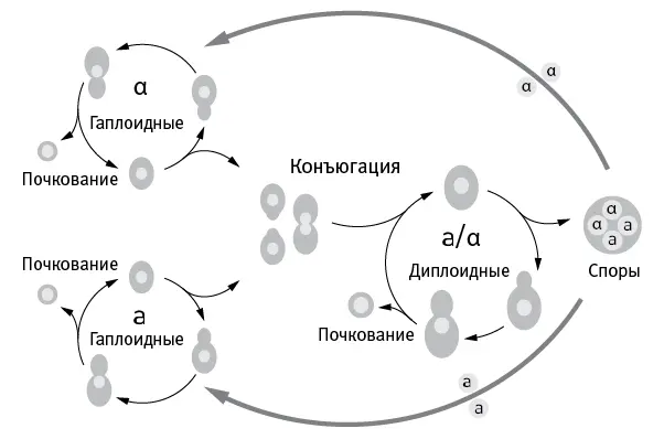 рис 71Жизненный цикл пекарских дрожжей Saccharomyces cerevisiae В ходе - фото 29