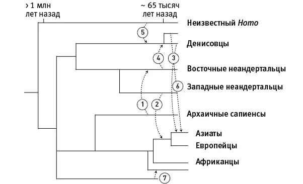 рис 351Семь эпизодов гибридизации сапиенсов неандертальцев денисовцев и - фото 122