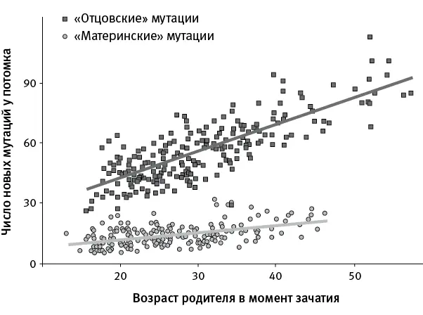 рис 373Связь числа новых мутаций полученных от отца или матери с возрастом - фото 130