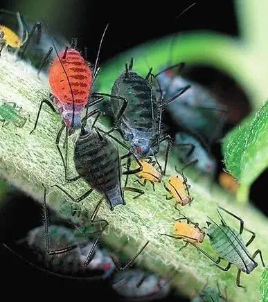 Илл IIIПолиморфизм окраски у тлей Macrosiphoniella yomogicola Илл - фото 143