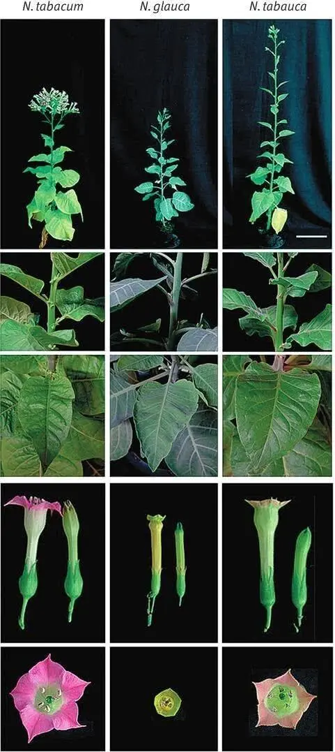 Илл XТабак обыкновенный Nicotiana tabacum табачное дерево N glauca - фото 150