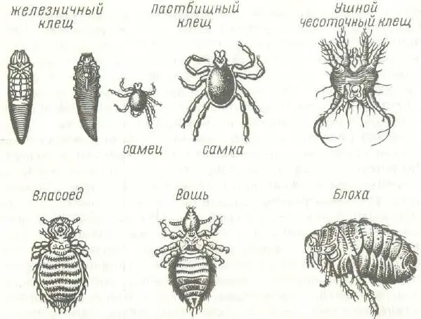 Рис 35 Наружные паразиты собаки При выявлении у собак признаков похожих на - фото 69