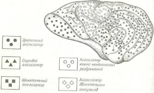 Рис 37 Схема локализации центральных частей анализаторов в больших полушариях - фото 75
