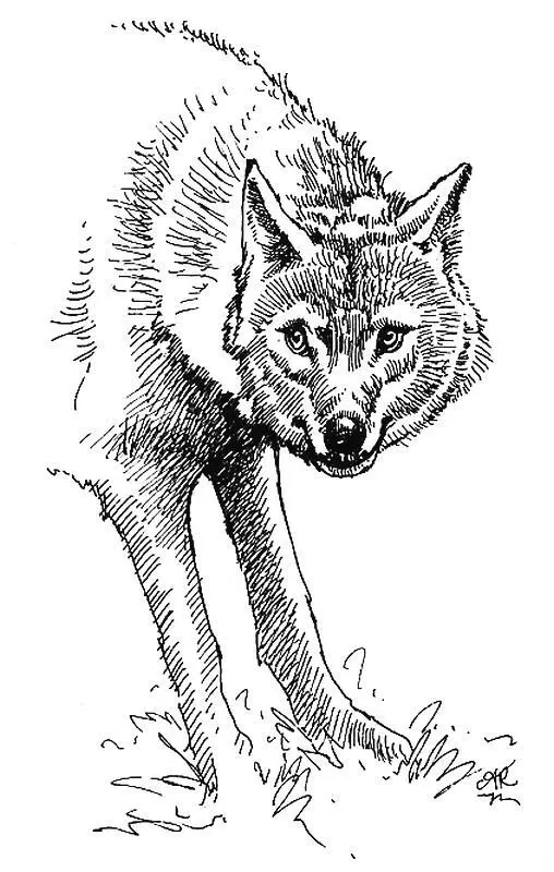 1 Собаки Canis familiaris Проснувшись Мужчина спросил Что здесь делает - фото 1