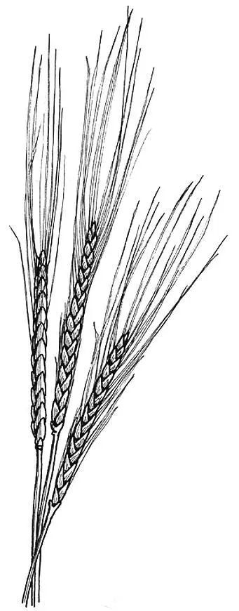 2 Пшеница Triticum История прославляет поля сражений где человек - фото 2