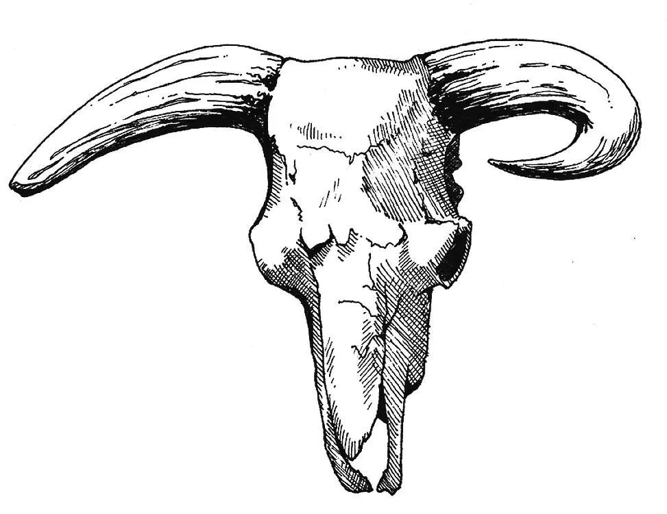 3 Крупный рогатый скот Bos taurus Милые мои Чернушки Пеструшки - фото 3