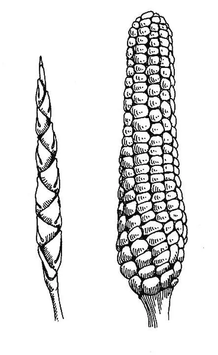 4 Кукуруза Zea mays mays На острова и в море туда где голый известняк - фото 4
