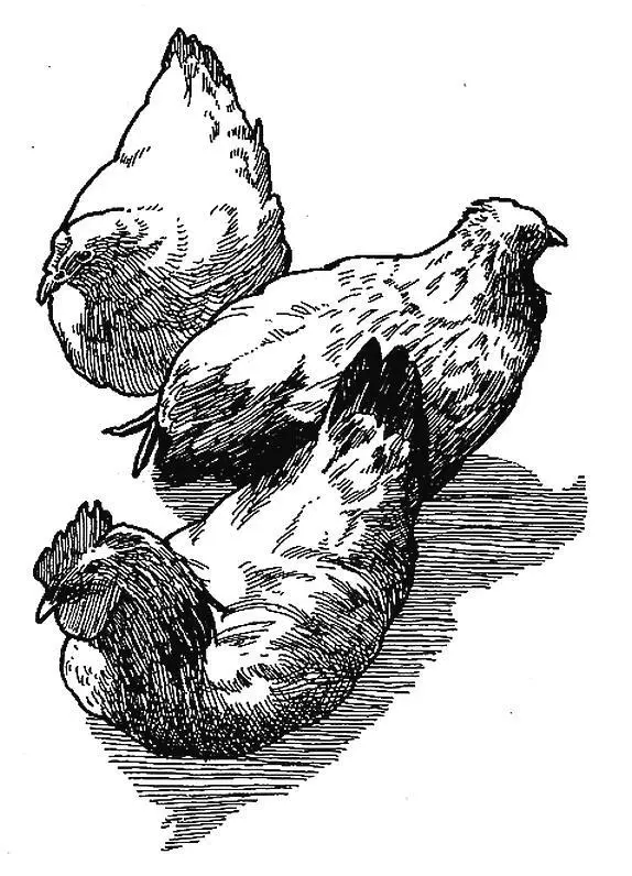 6 Куры Gallus gallus domesticus Курица всего лишь средство при помощи - фото 6