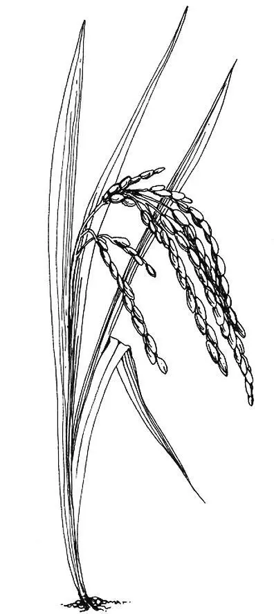 7 Рис Oryza sativa Весною посадит он зернышки по одному А осень вернет их - фото 7