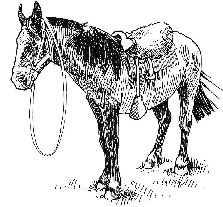 8 Лошади Equus caballus Мы слились с тобой я твой был ты мой вдали - фото 8