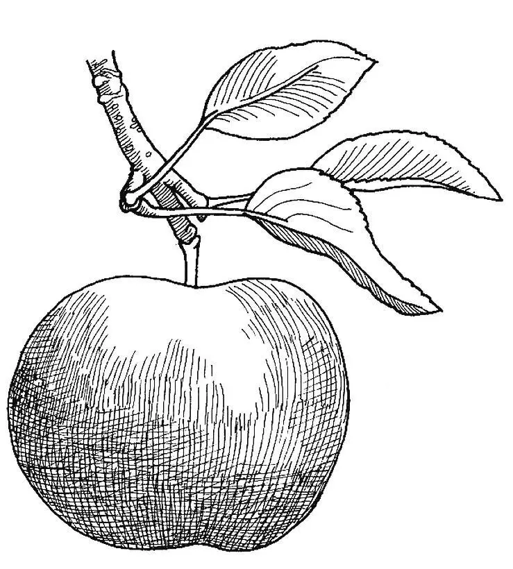 9 Яблоки Malus domestica Восейл Восейл Весь город веселится Хлеба - фото 9