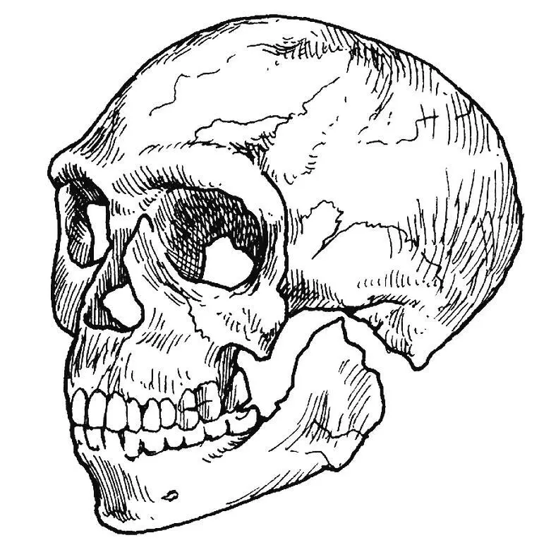 10 Люди Homo sapiens Многие исторические вопросы могут быть поняты во - фото 10