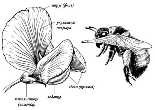 Шмель Bombus sp собирается посетить двустороннесимметричный цветок гороха - фото 5