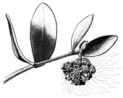 На рисунке группа мужских цветков на ветке хохобы Simmondsia chinensis - фото 8