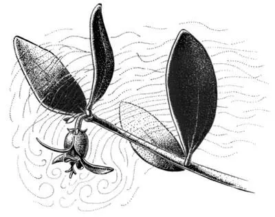 На рисунке группа мужских цветков на ветке хохобы Simmondsia chinensis - фото 9