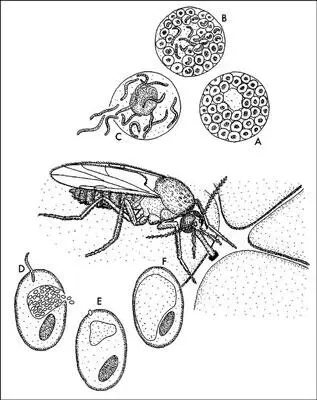 Рисунок 23 Меловой мокрец Protoculicoides sp переносящий малярийного - фото 23