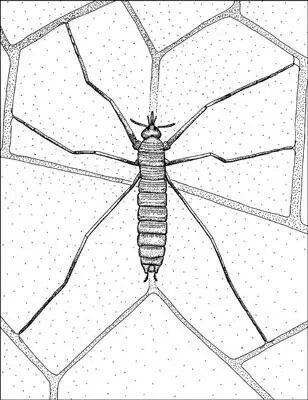 Рисунок 25 Длинноногий Saurophthirus longipes 221готов к питанию кровью - фото 25