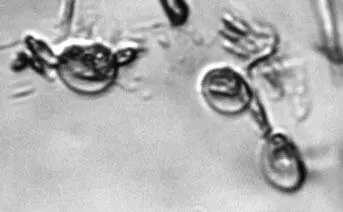 Рисунок 36 Короткие овальные проциклические промастиготы Paleoleishmania - фото 36